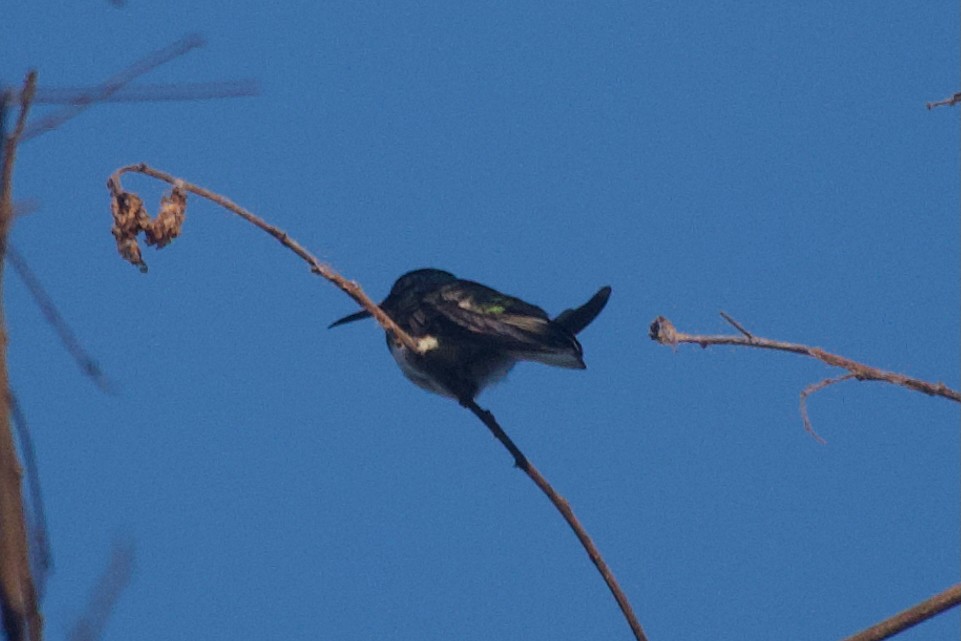 White-necked Jacobin - ML638246063