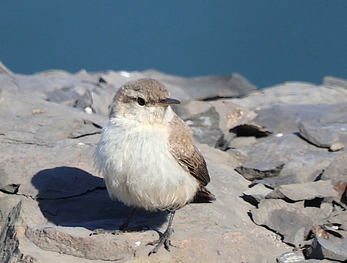 Rock Wren - ML638246064