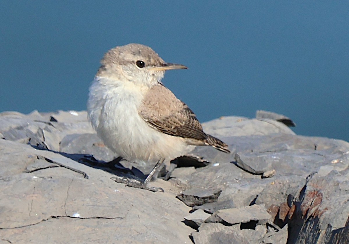 Rock Wren - ML638246069