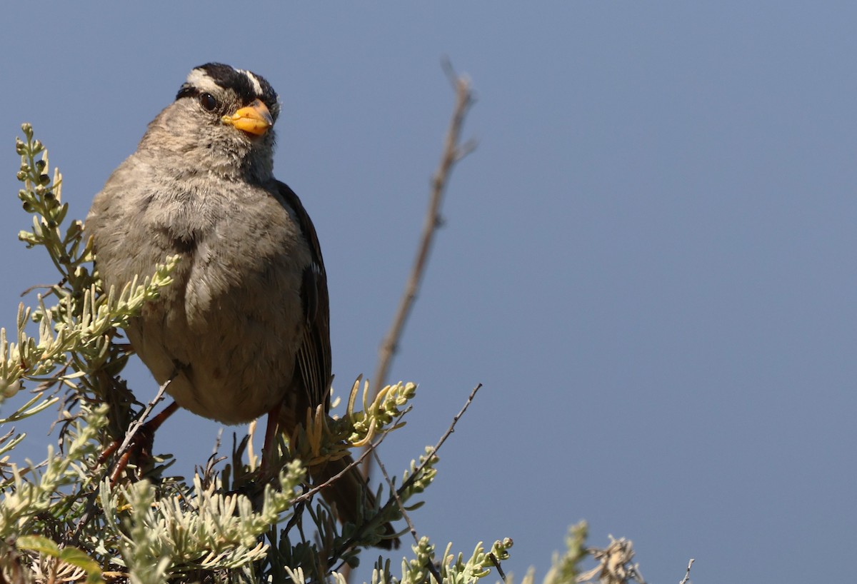 White-crowned Sparrow - ML638246075