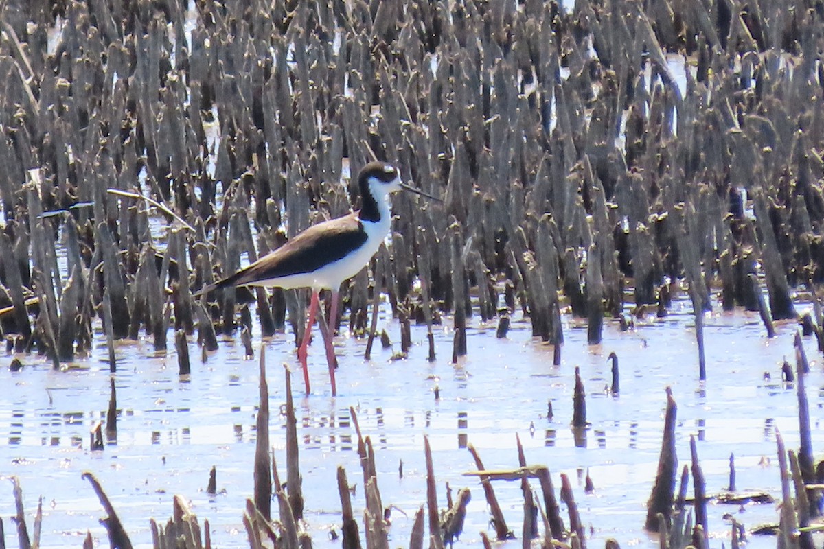 Black-necked Stilt - ML638246076