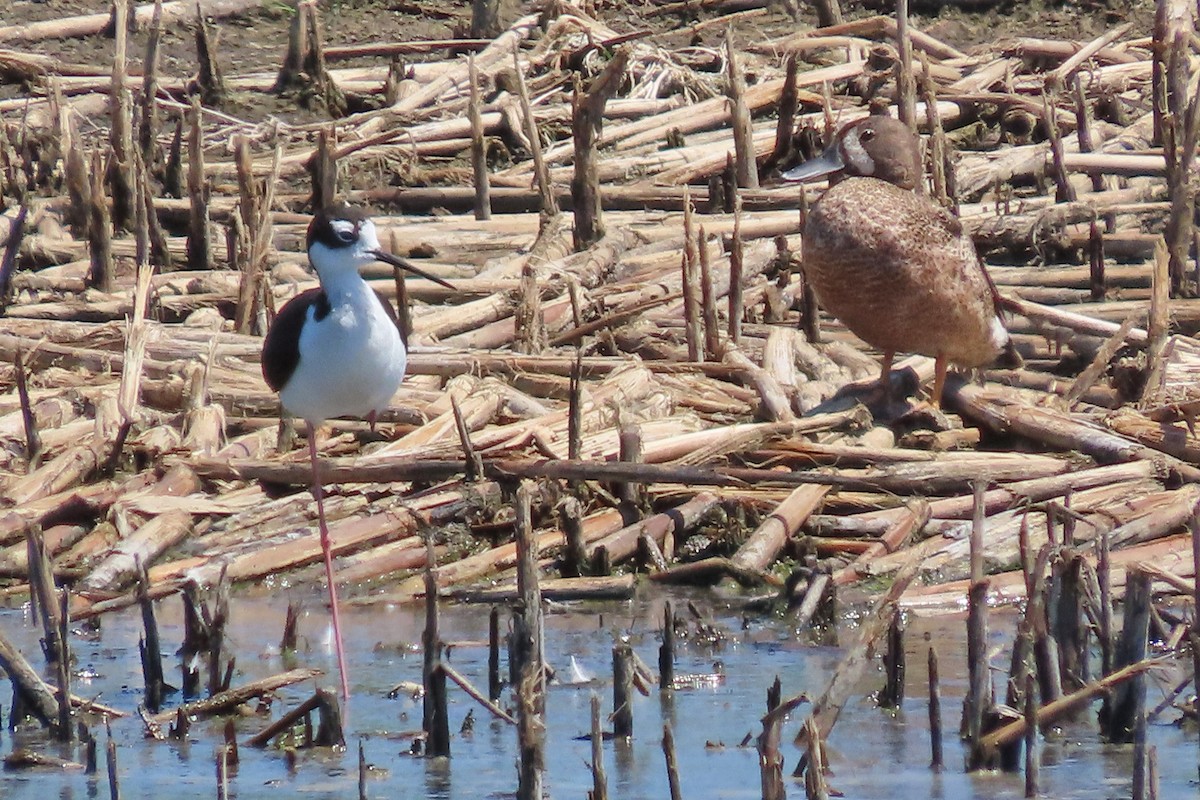 Black-necked Stilt - ML638246078