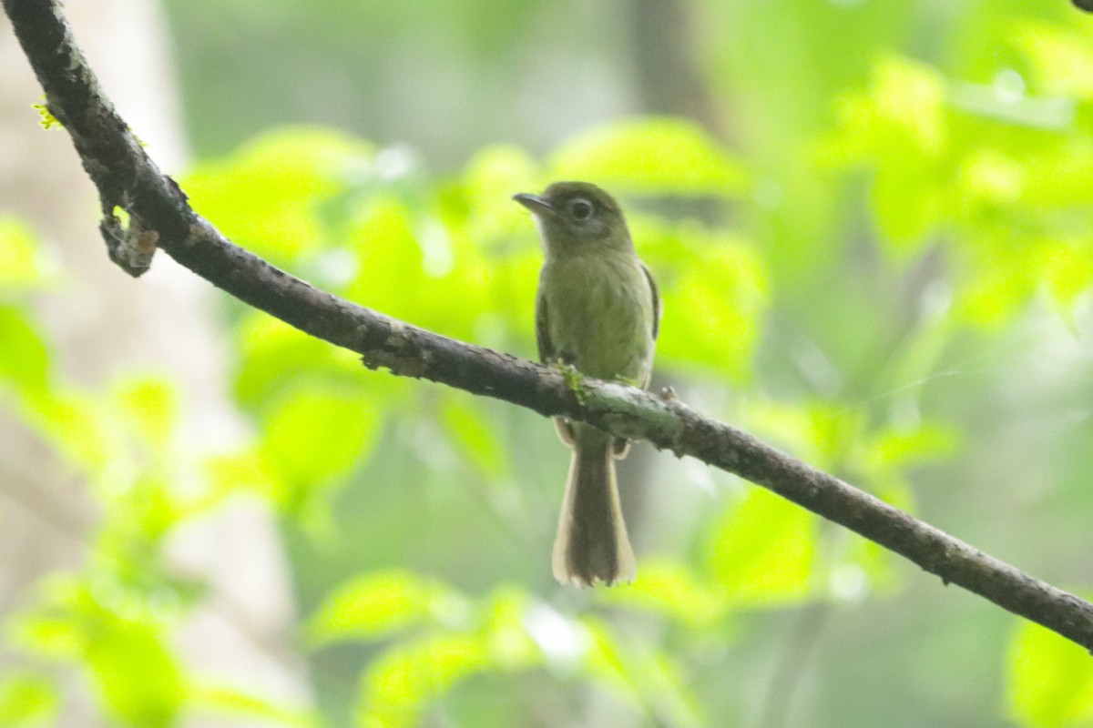 Eye-ringed Flatbill - ML638246084
