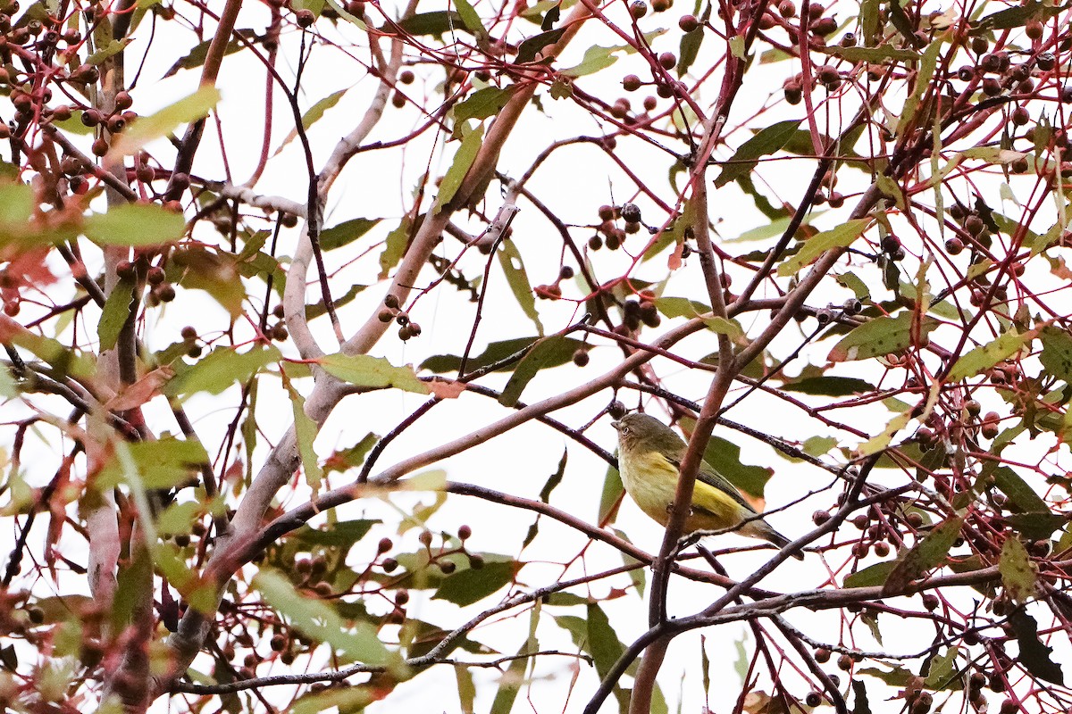 Weebill - ML638246108