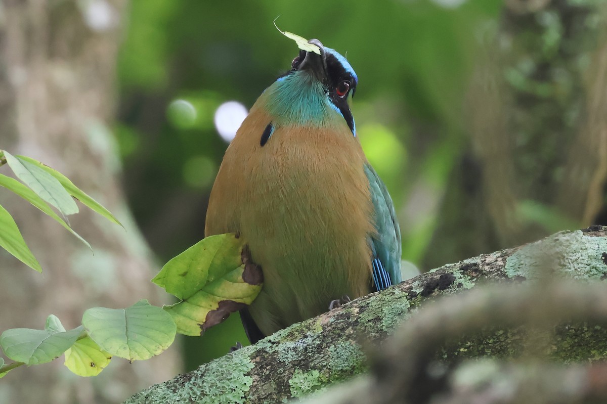 Lesson's Motmot - ML638246169