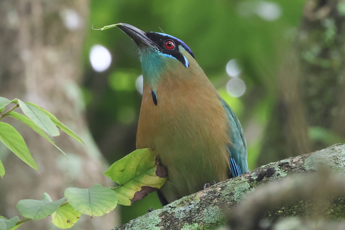Lesson's Motmot - ML638246171