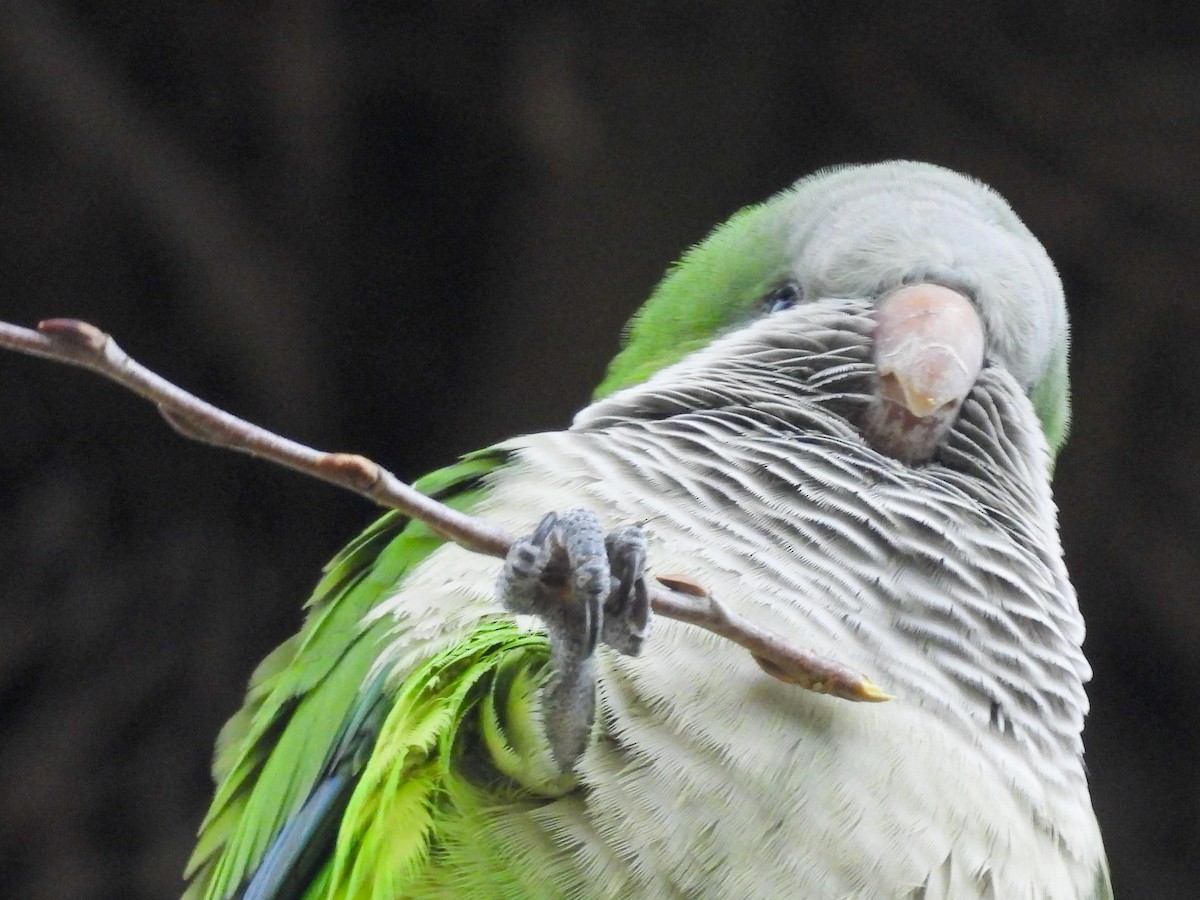 Monk Parakeet - ML638246174
