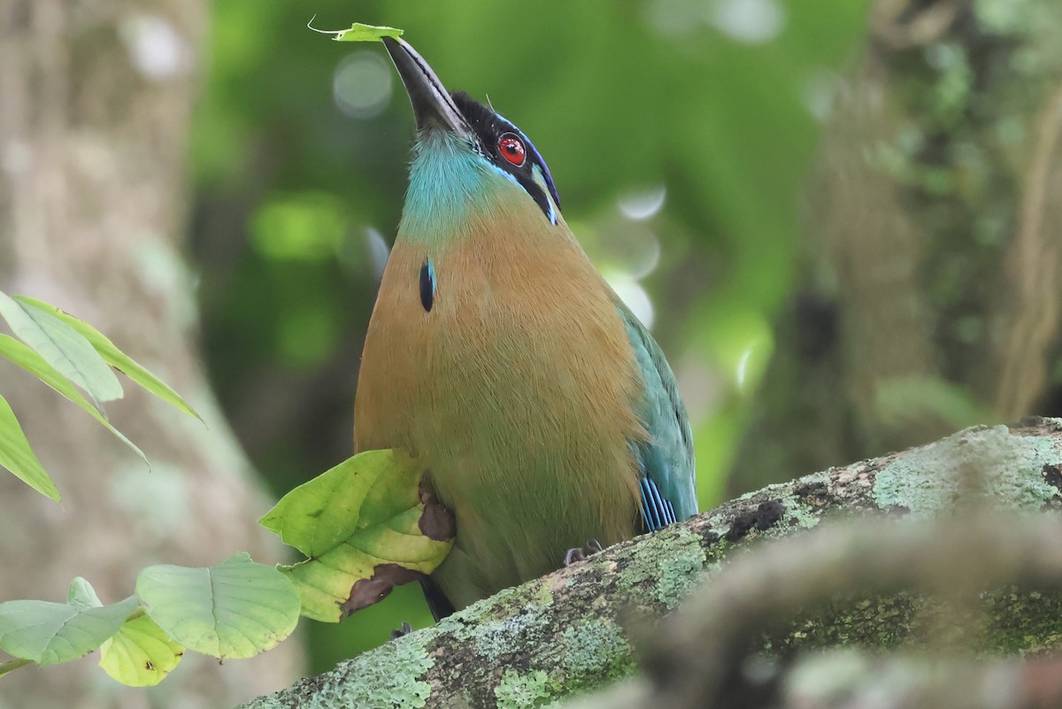 Lesson's Motmot - ML638246179