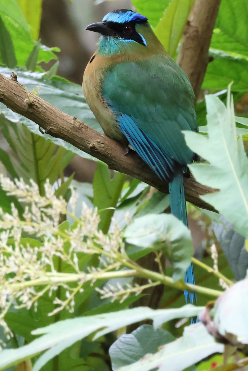 Lesson's Motmot - ML638246181
