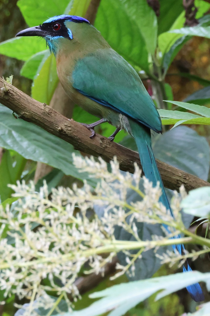 Lesson's Motmot - ML638246182
