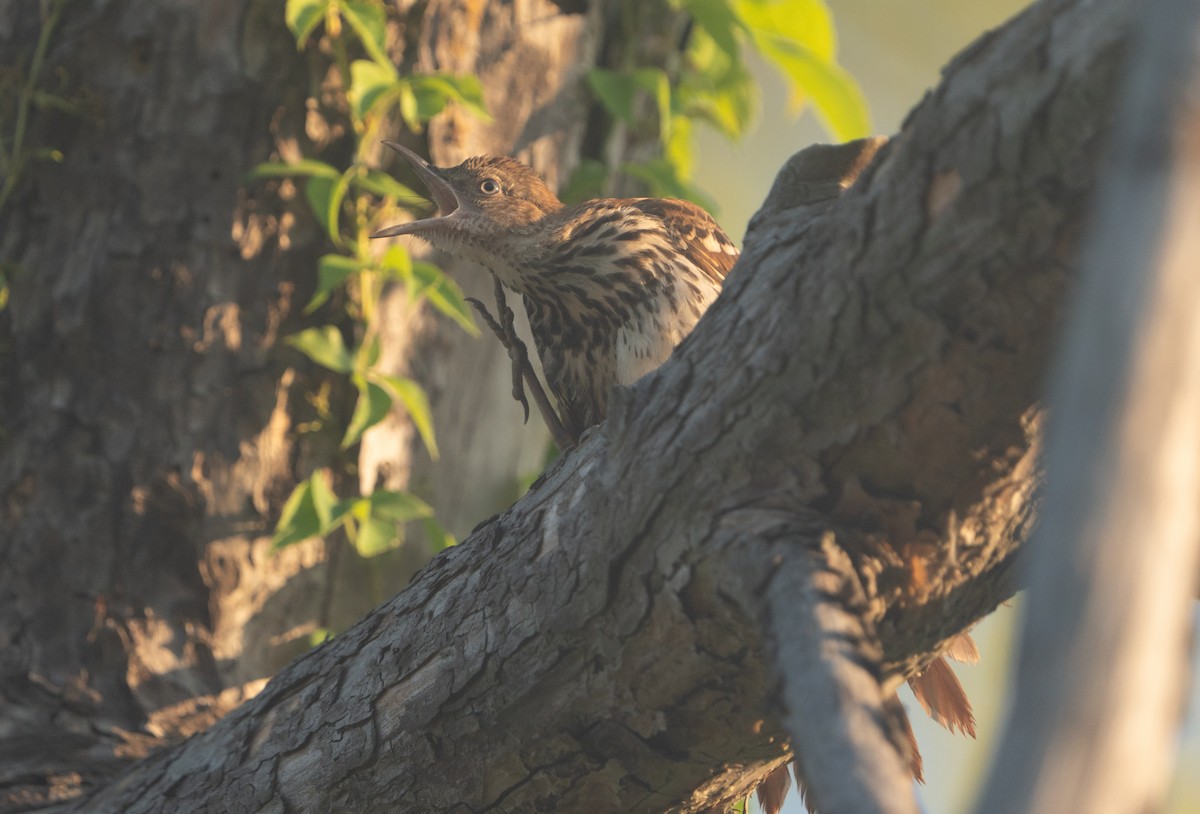 Brown Thrasher - ML638246198