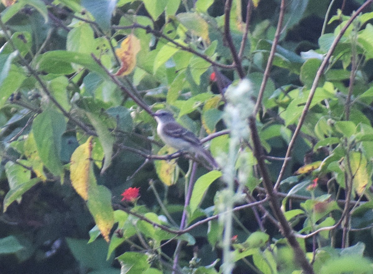 Mouse-colored Tyrannulet (Southern) - ML638246203