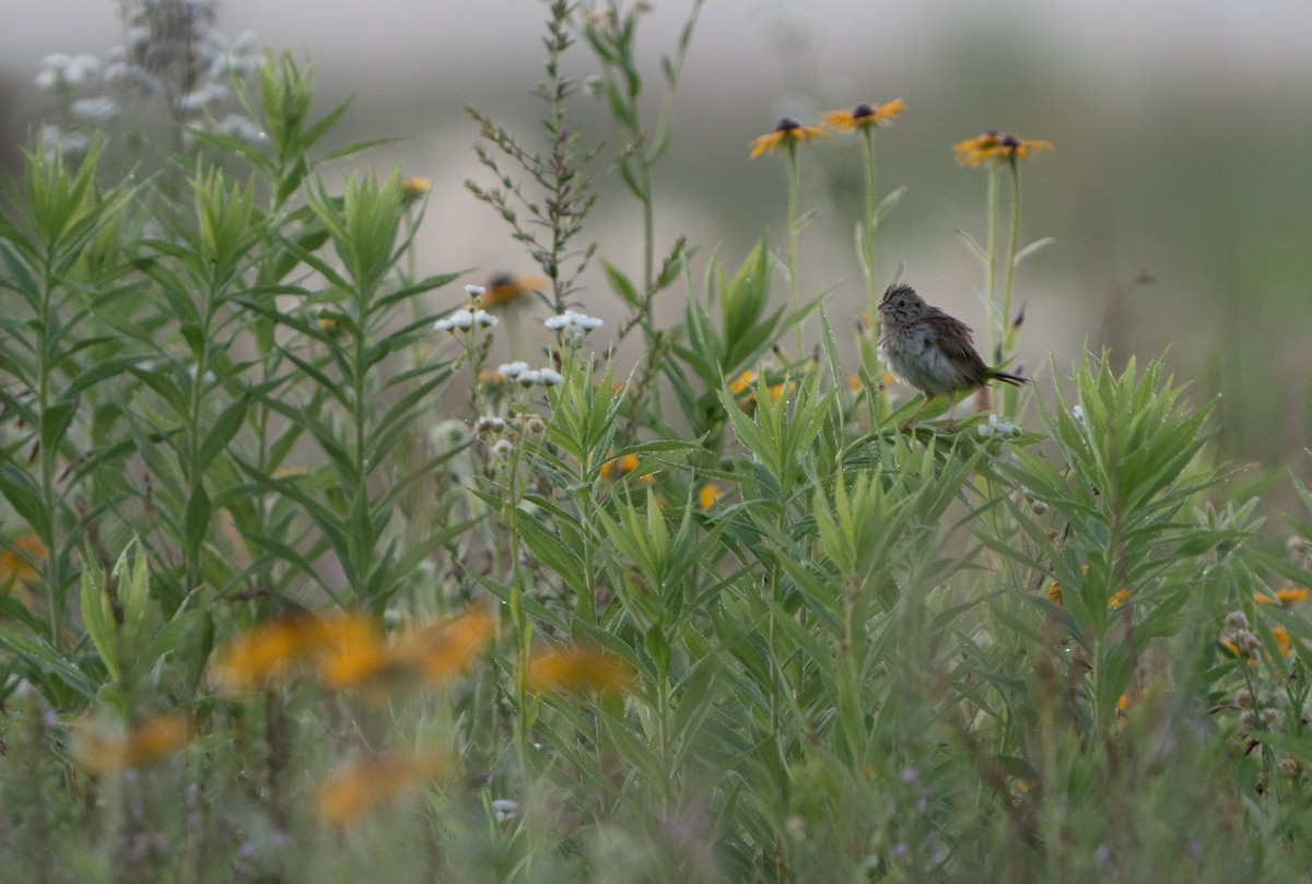 Henslow's Sparrow - ML638246217