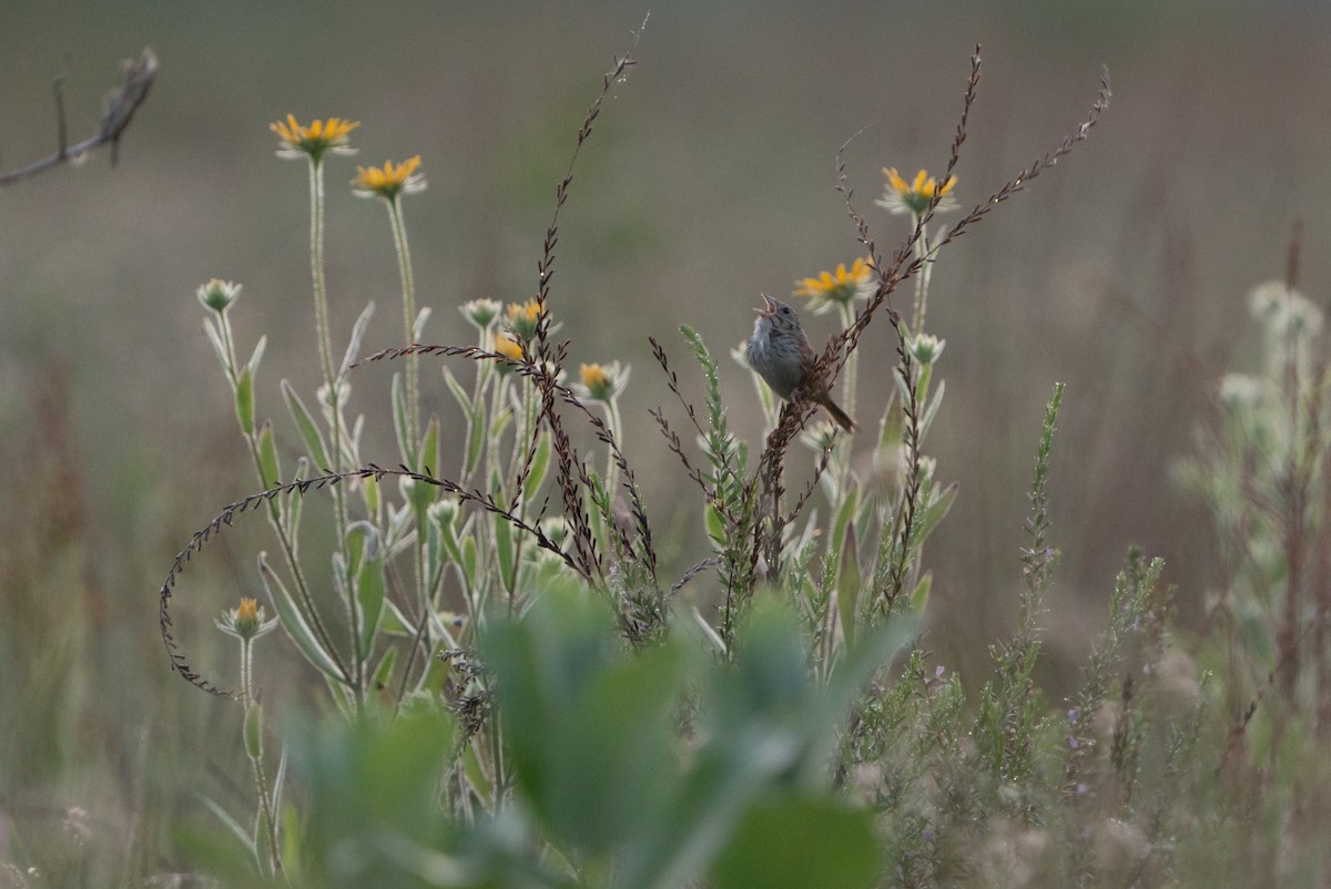 Henslow's Sparrow - ML638246218