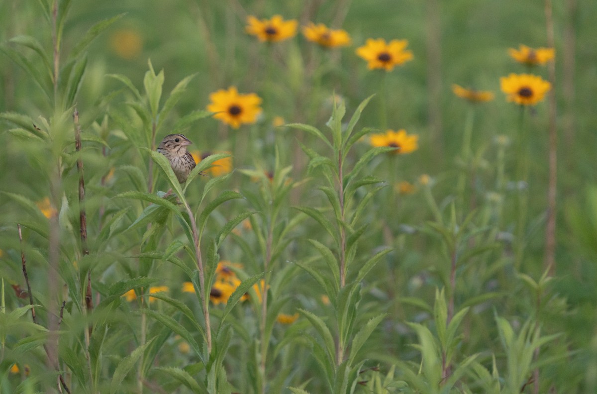 Henslow's Sparrow - ML638246219
