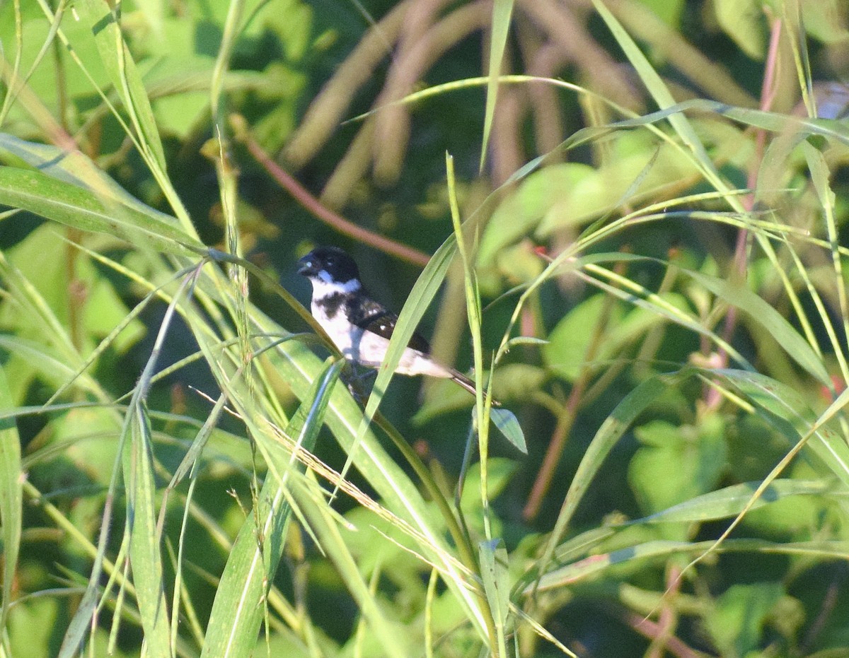 Wing-barred Seedeater (Caqueta) - ML638246225