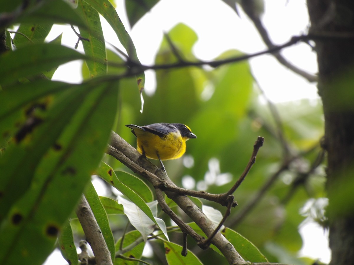 Thick-billed Euphonia (Black-tailed) - ML638246266