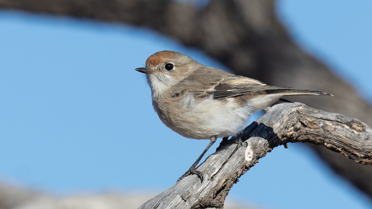Red-capped Robin - ML638246267