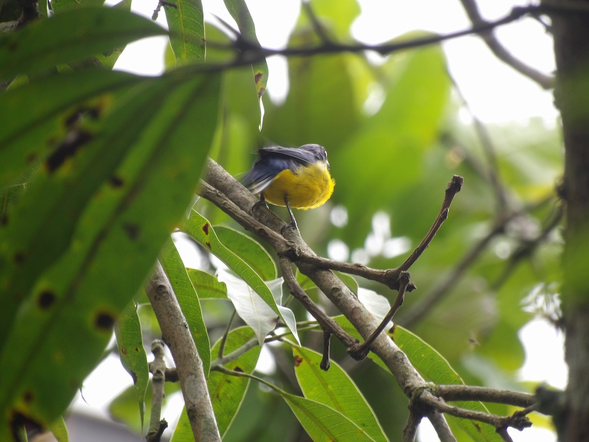 Thick-billed Euphonia (Black-tailed) - ML638246268