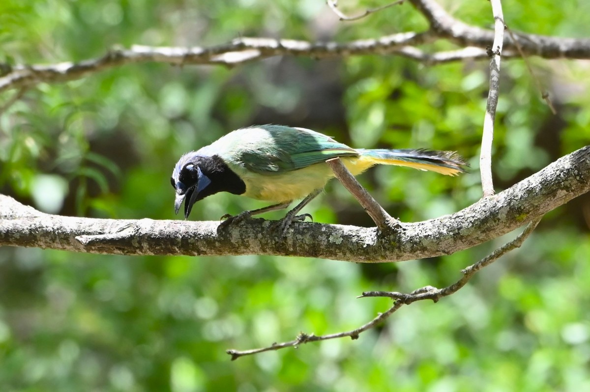 Green Jay - ML638246272