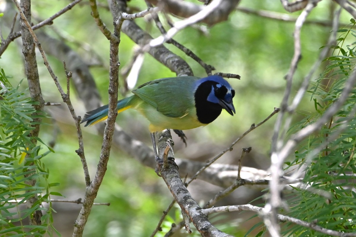 Green Jay - ML638246273