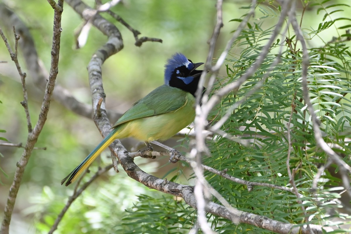 Green Jay - ML638246274