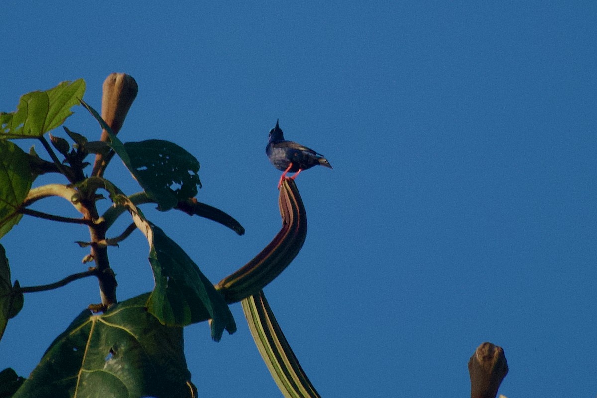 Red-legged Honeycreeper - ML638246310