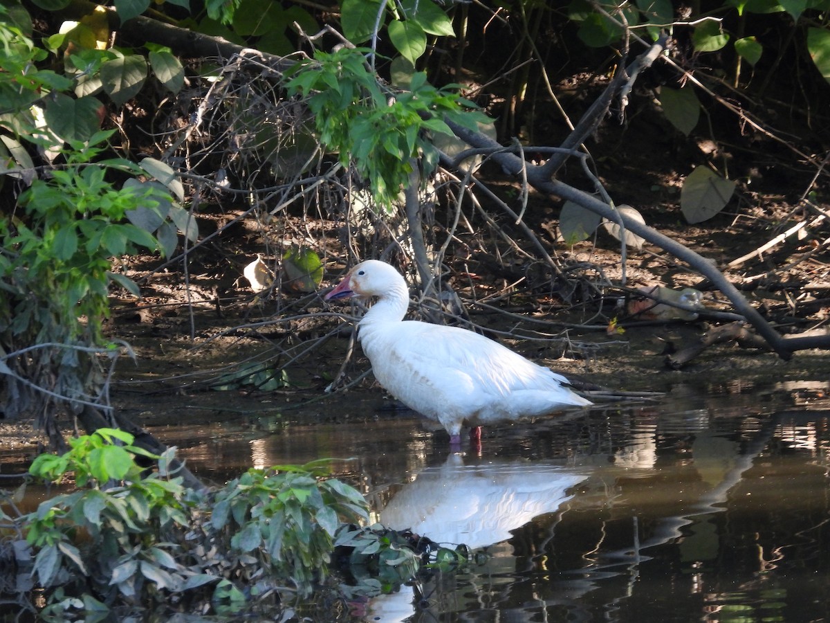 Snow Goose - ML638246329