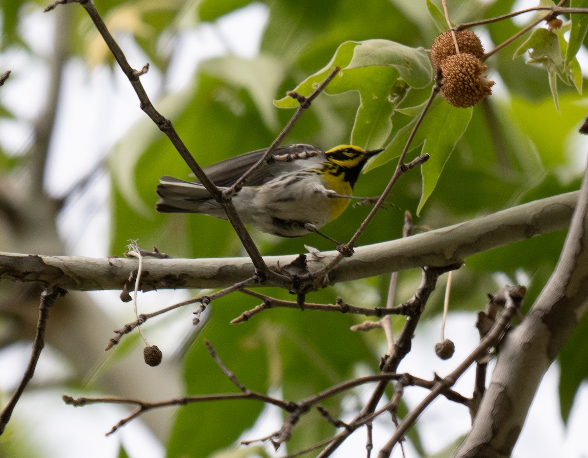 Townsend's Warbler - ML638246340