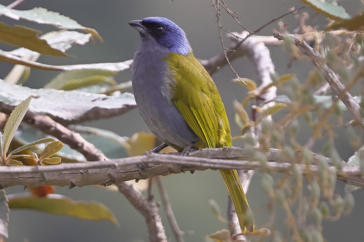 Blue-capped Tanager - ML638246347