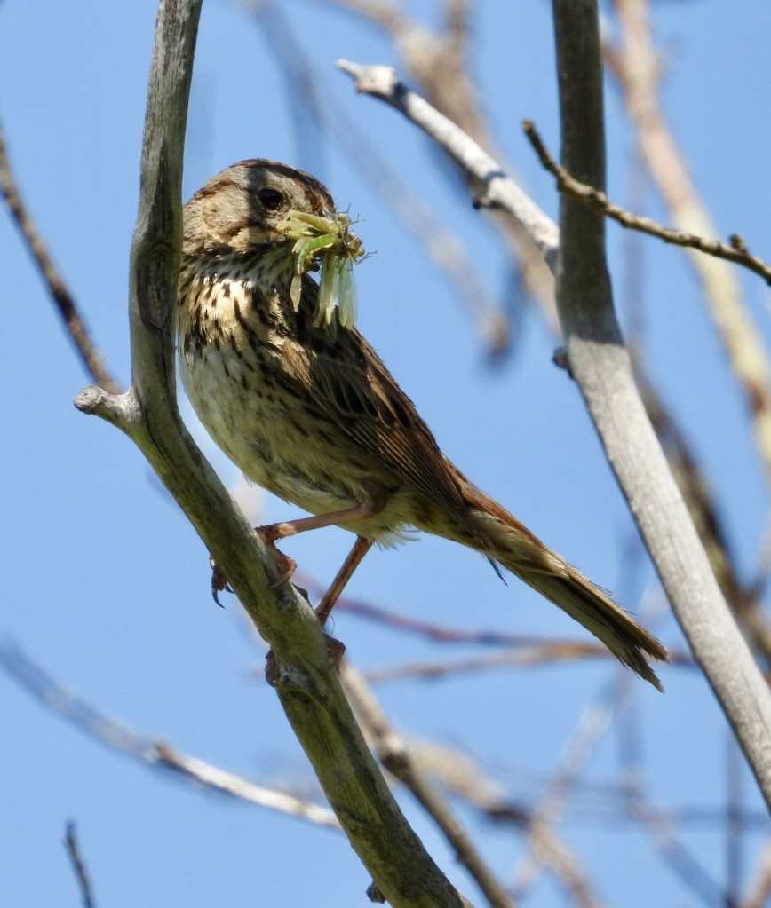 Lincoln's Sparrow - ML638246349