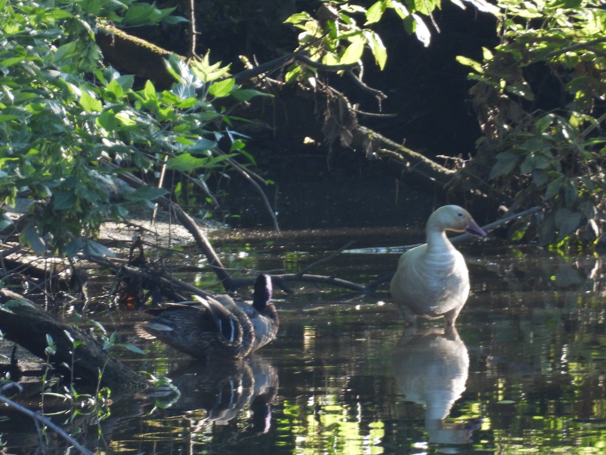 Snow Goose - ML638246353