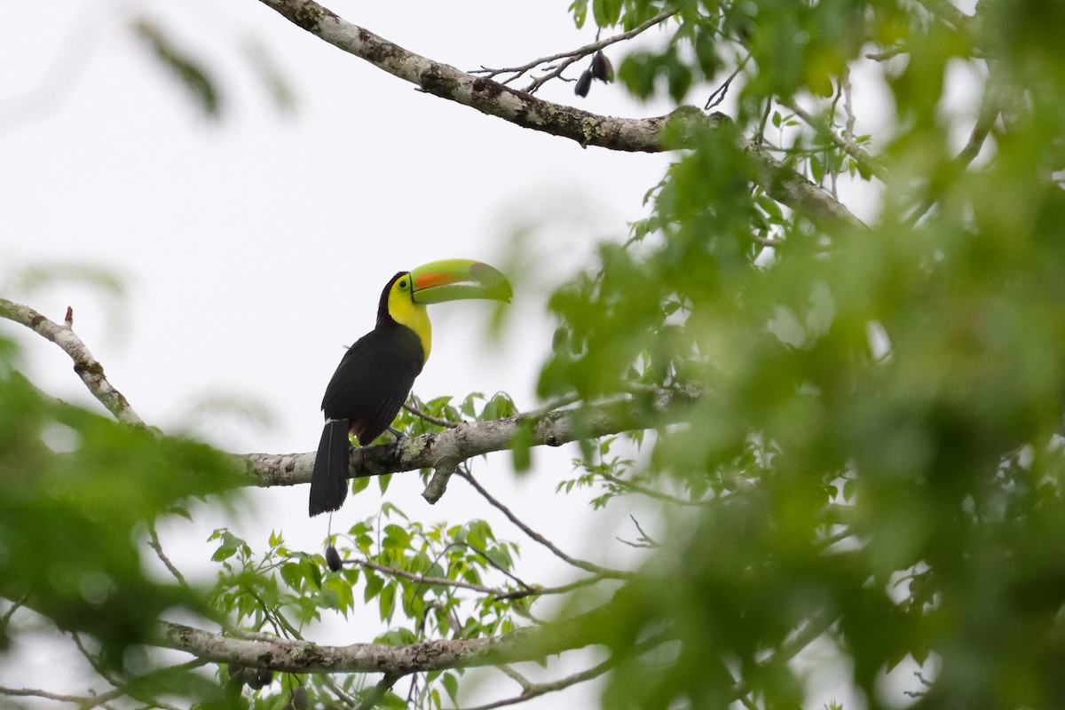 Keel-billed Toucan - ML638246357