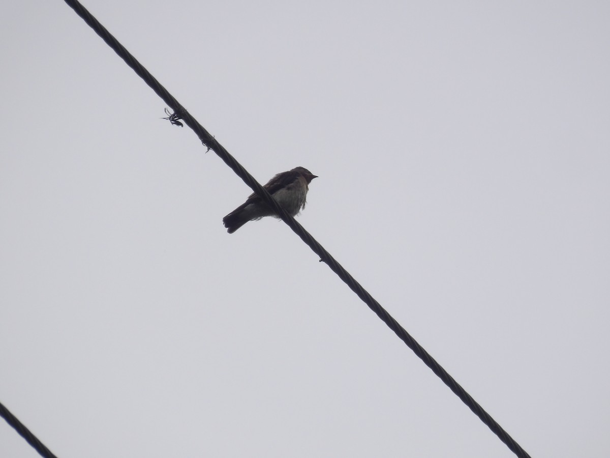 Southern Rough-winged Swallow - ML638246363