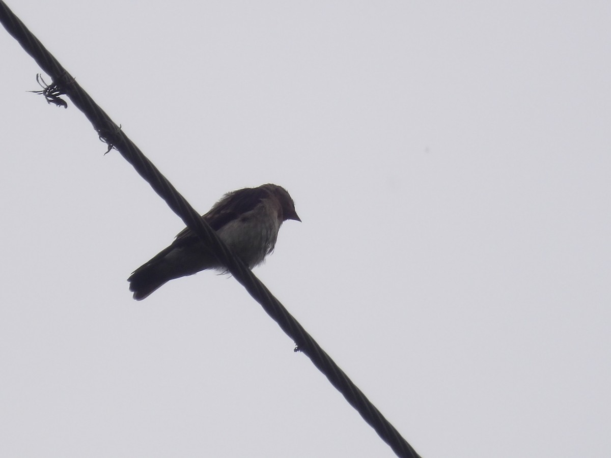 Southern Rough-winged Swallow - ML638246365