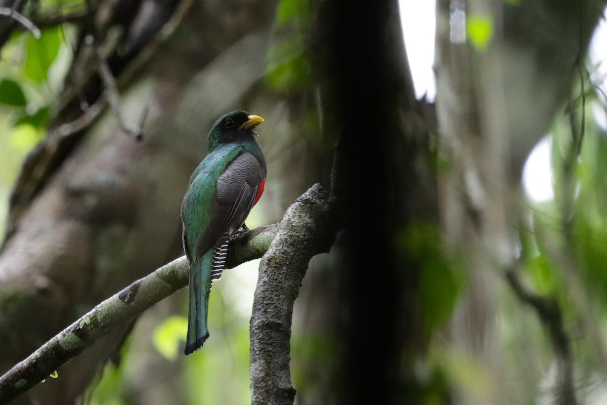 Collared Trogon - ML638246366