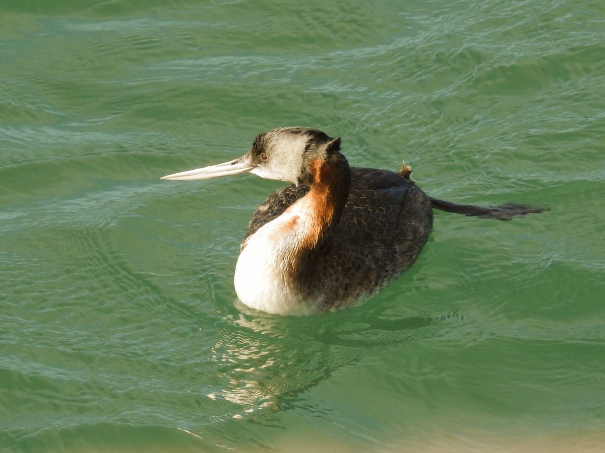 Great Grebe - ML638246373