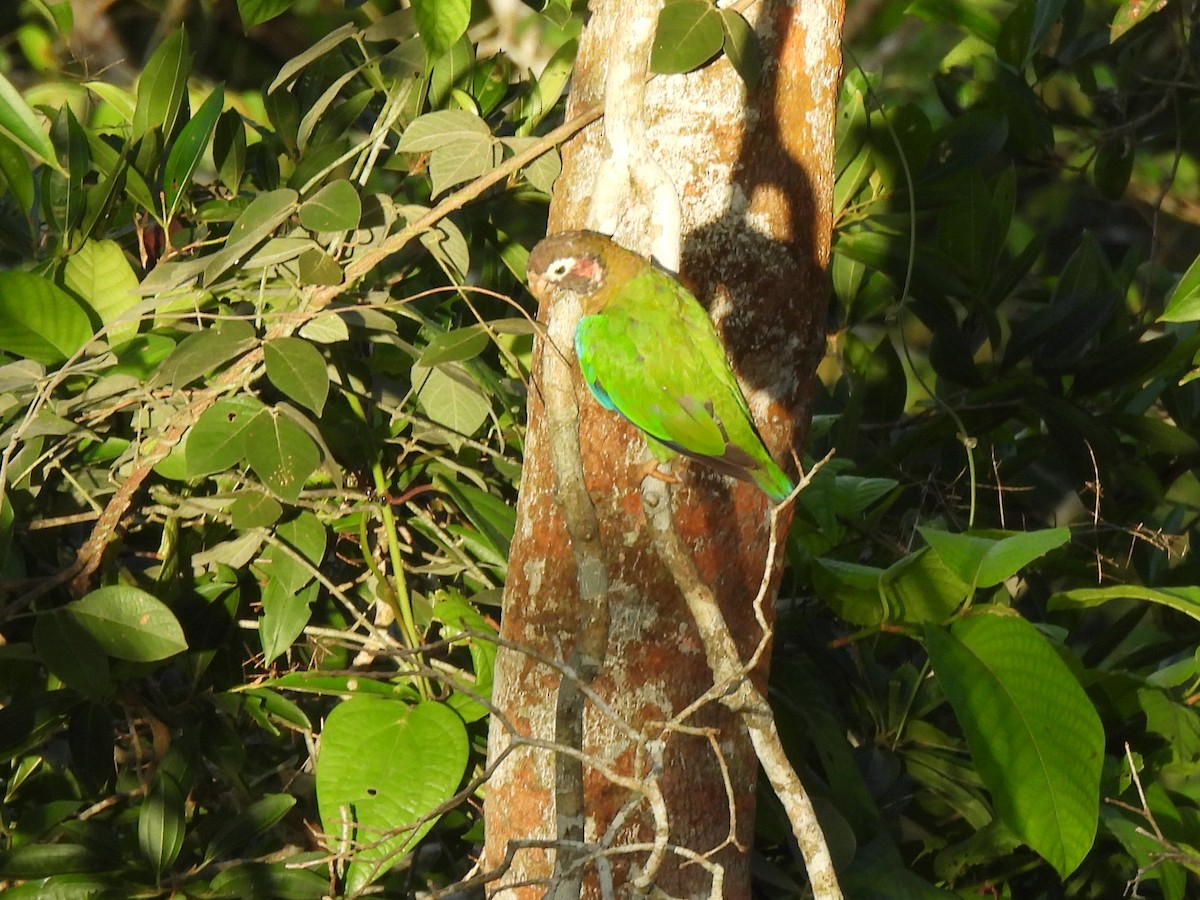 Brown-hooded Parrot - ML638246384