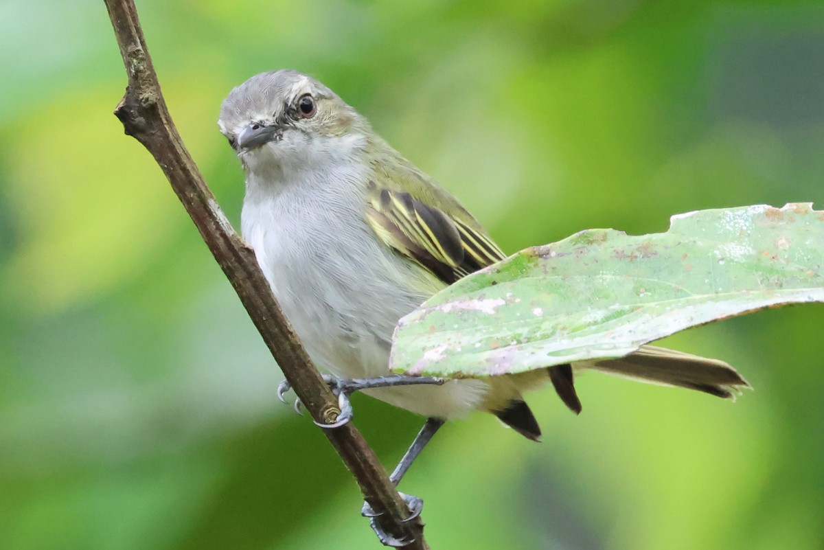 Mistletoe Tyrannulet - ML638246414