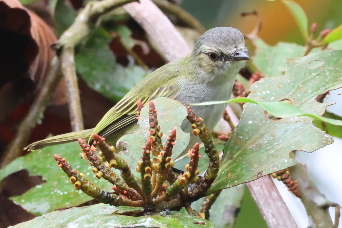 Mistletoe Tyrannulet - ML638246416