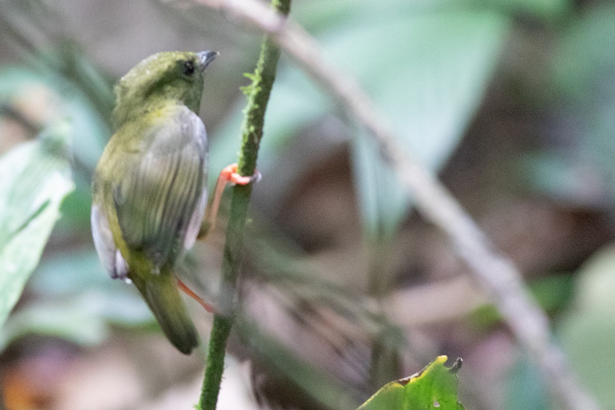 White-collared Manakin - ML638246437
