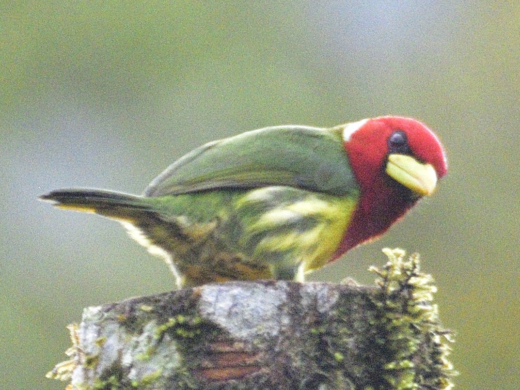 Red-headed Barbet - ML638246445