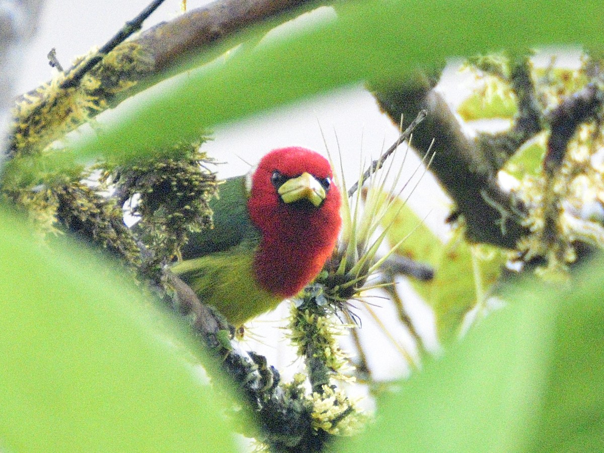 Red-headed Barbet - ML638246446