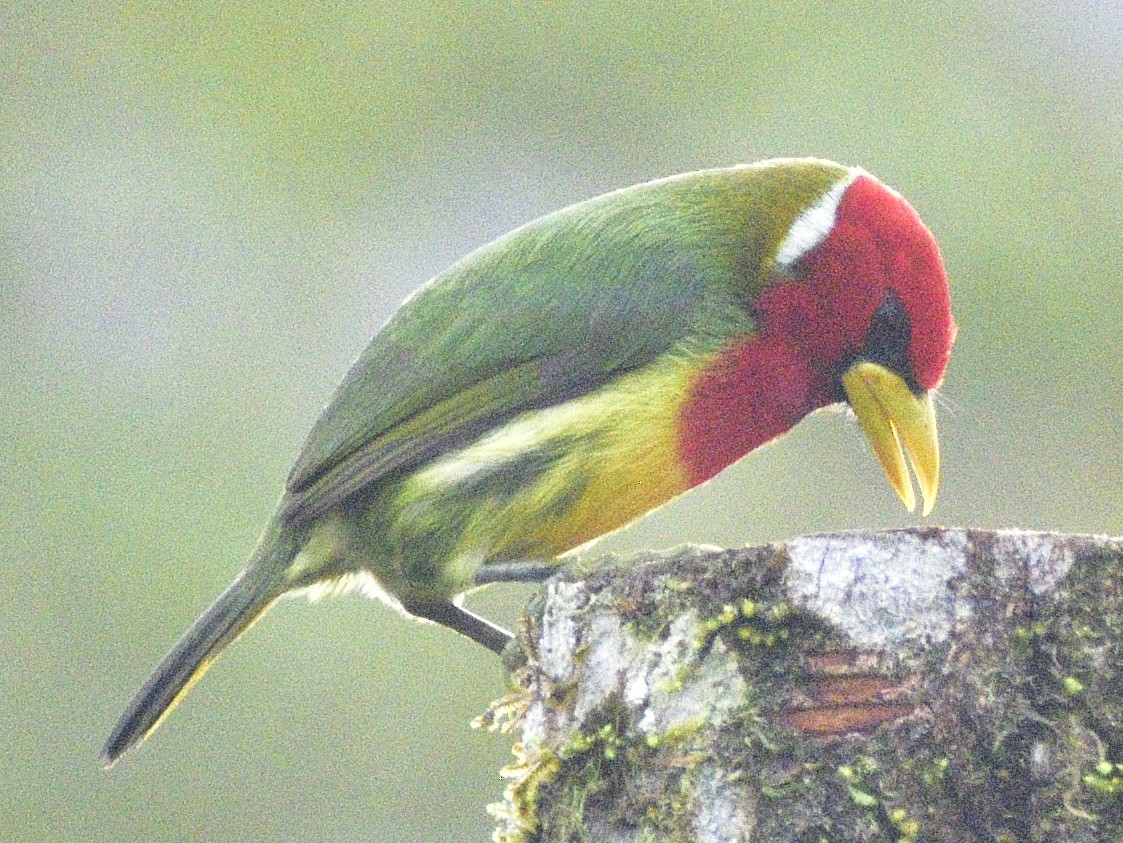 Red-headed Barbet - ML638246448