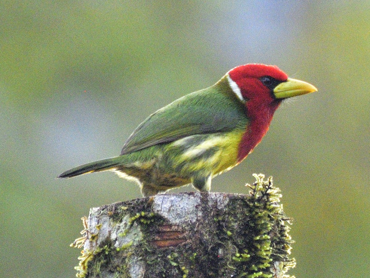 Red-headed Barbet - ML638246449