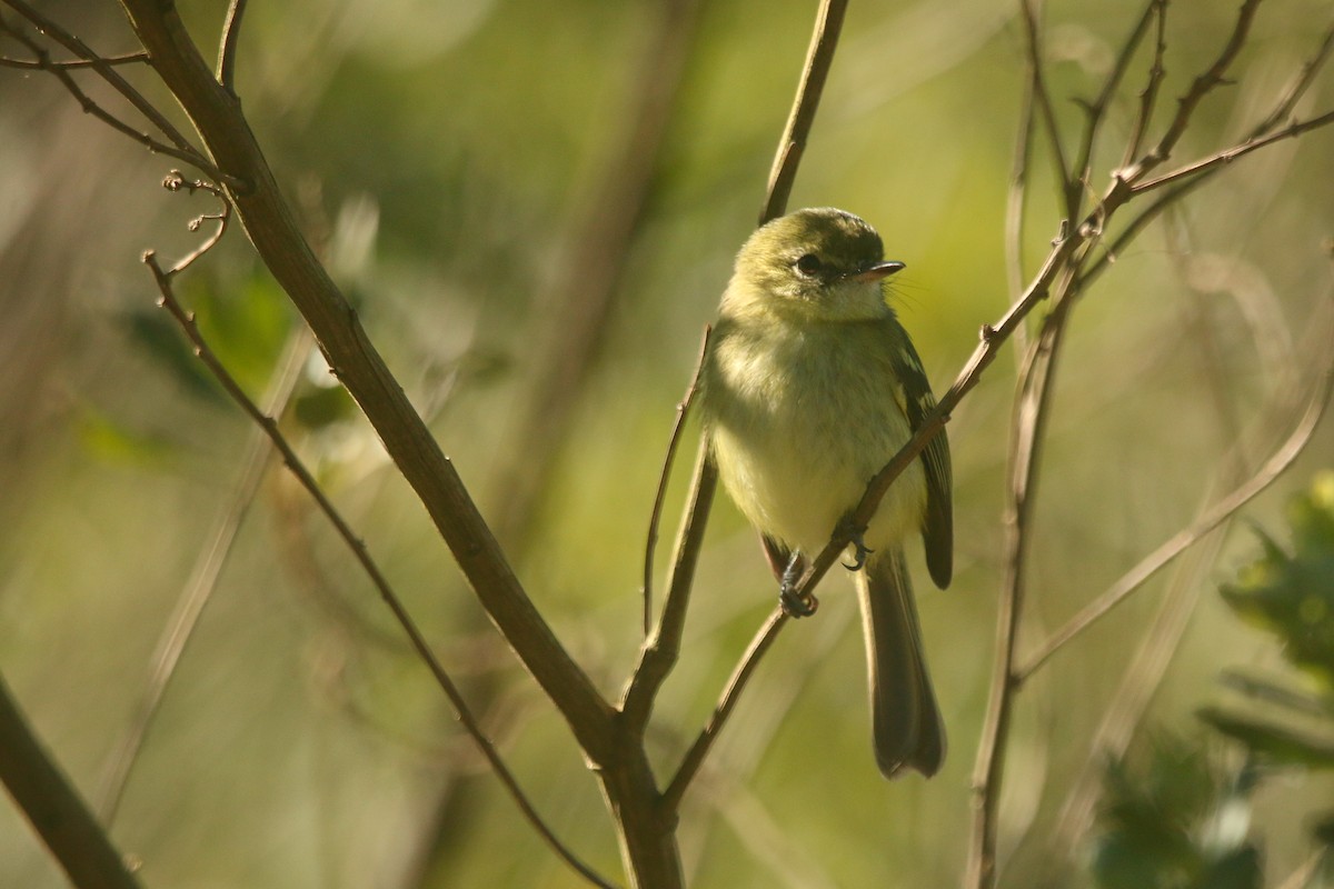Restinga Tyrannulet - ML638246456