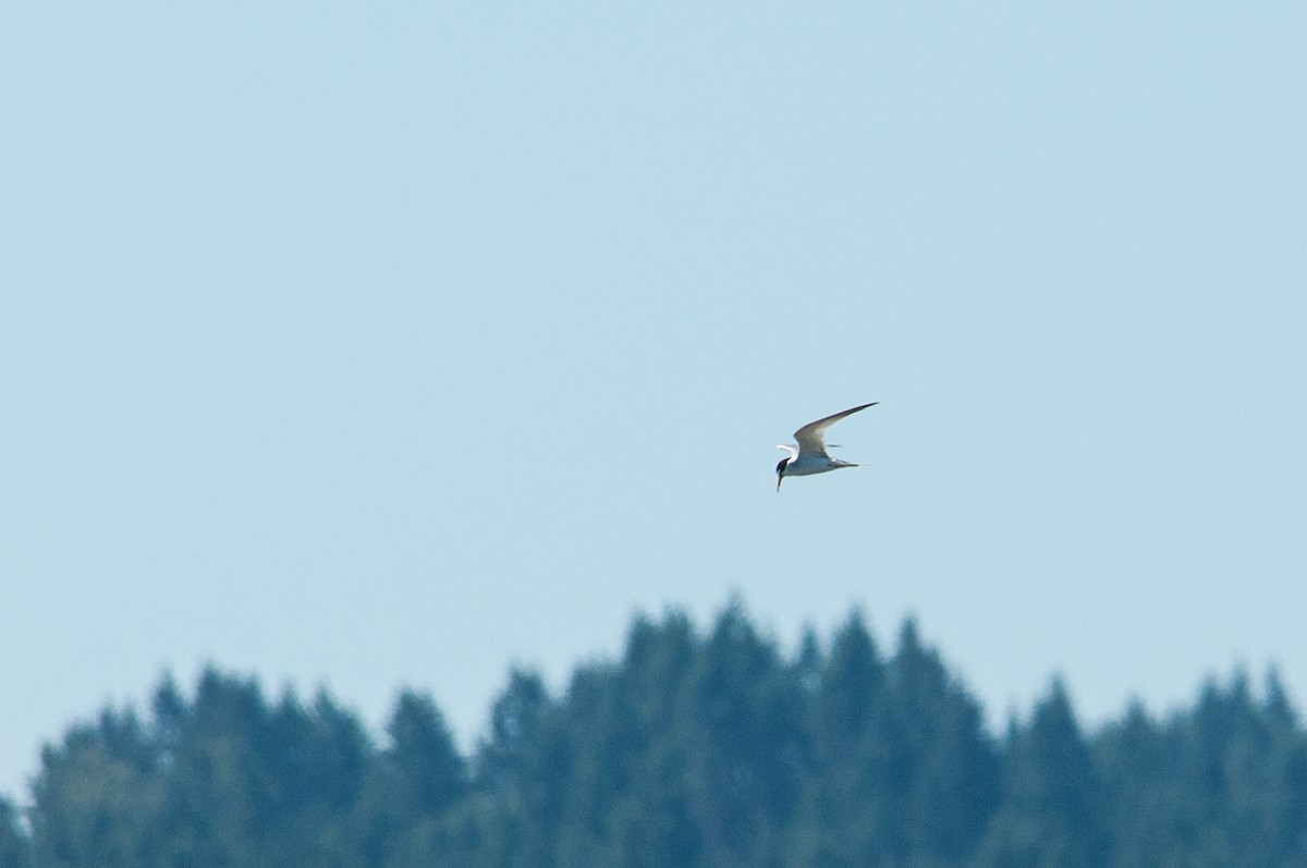 Least Tern - ML638246497