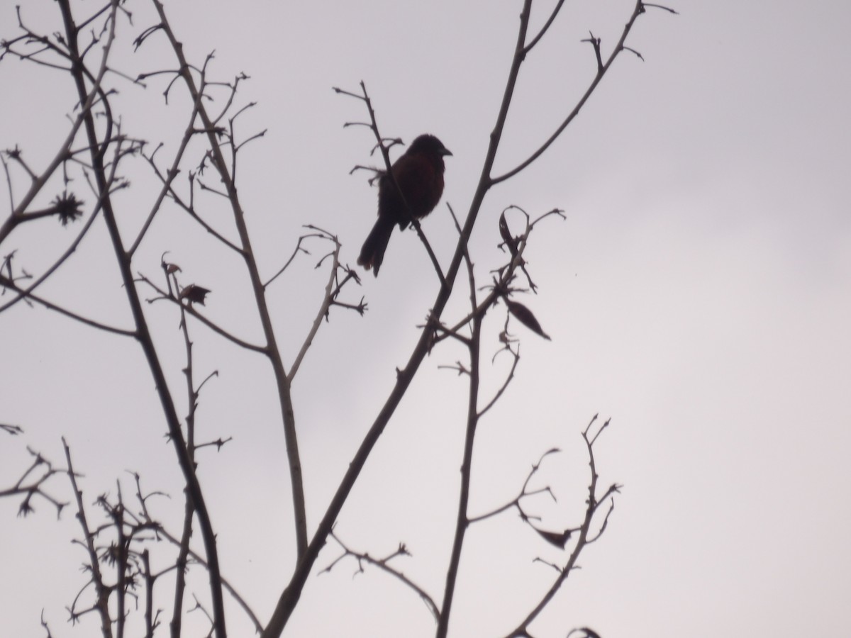 Silver-beaked Tanager - ML638246498