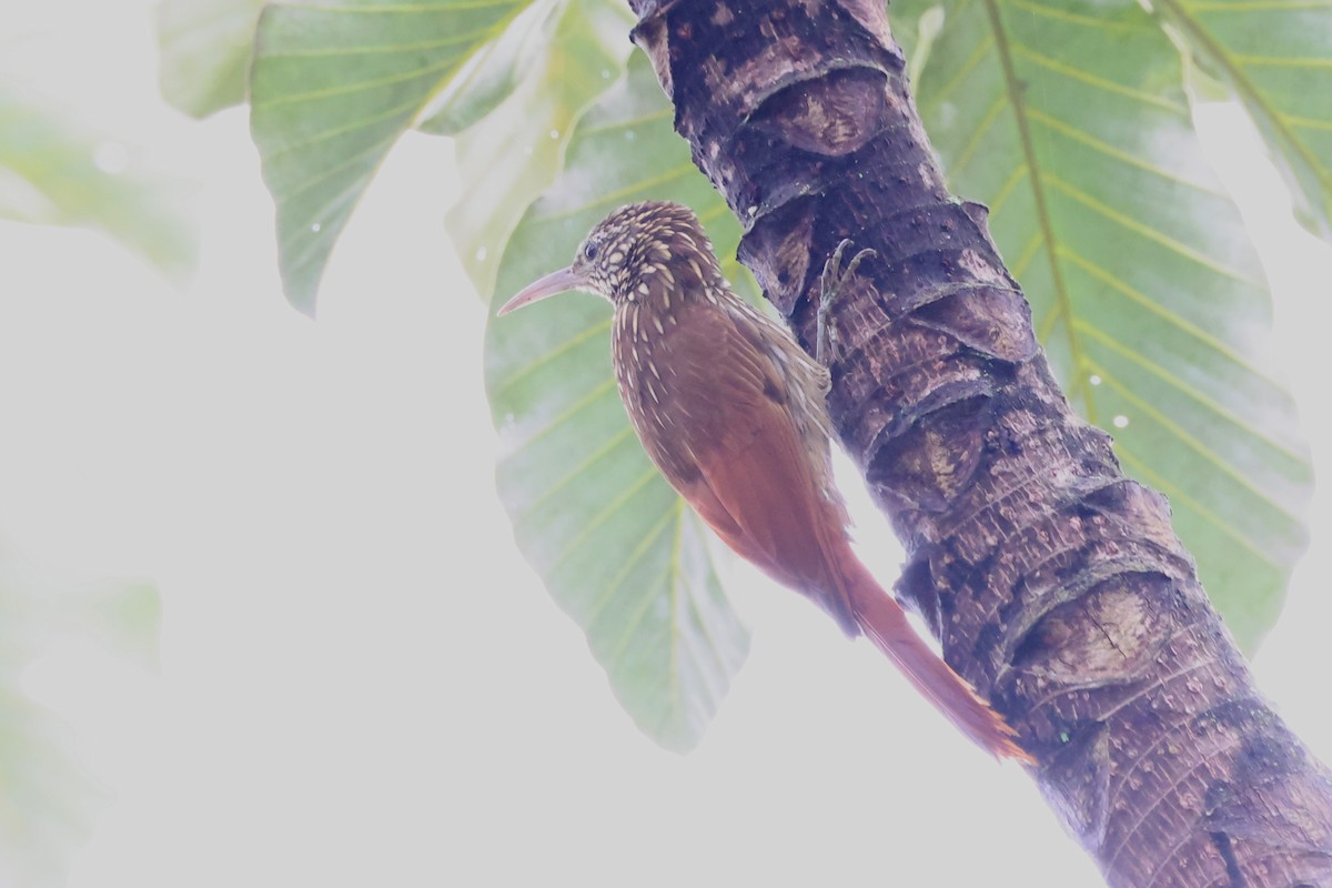 Streak-headed Woodcreeper - ML638246500