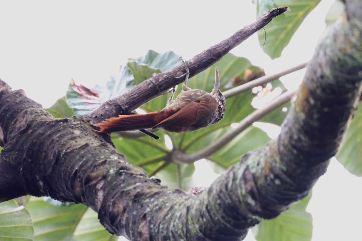 Streak-headed Woodcreeper - ML638246501